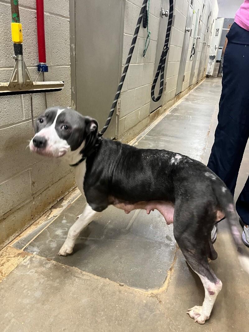 Enlarge Fanny, a Adoptable Pit Bull Terrier in Jackson, TN image 5/6