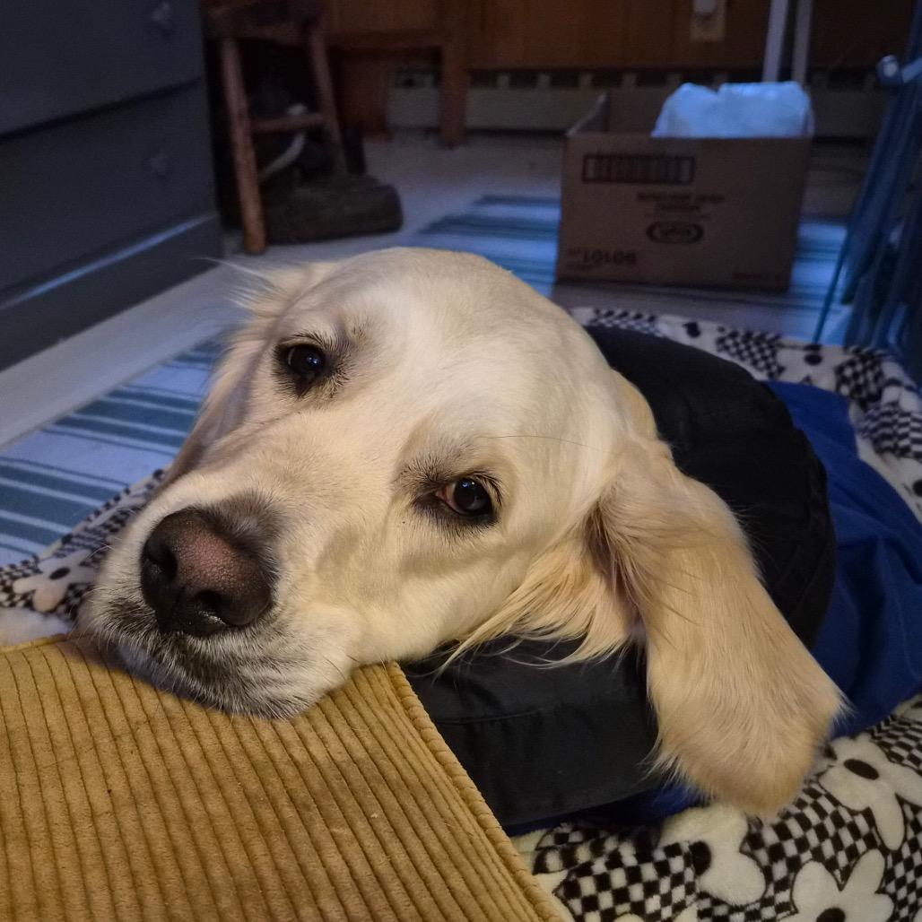 Lulu, a Adoptable Golden Retriever in Pittsford, VT image 1/3