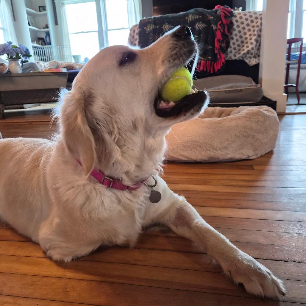 Lulu, a Adoptable Golden Retriever in Pittsford, VT image 2/3