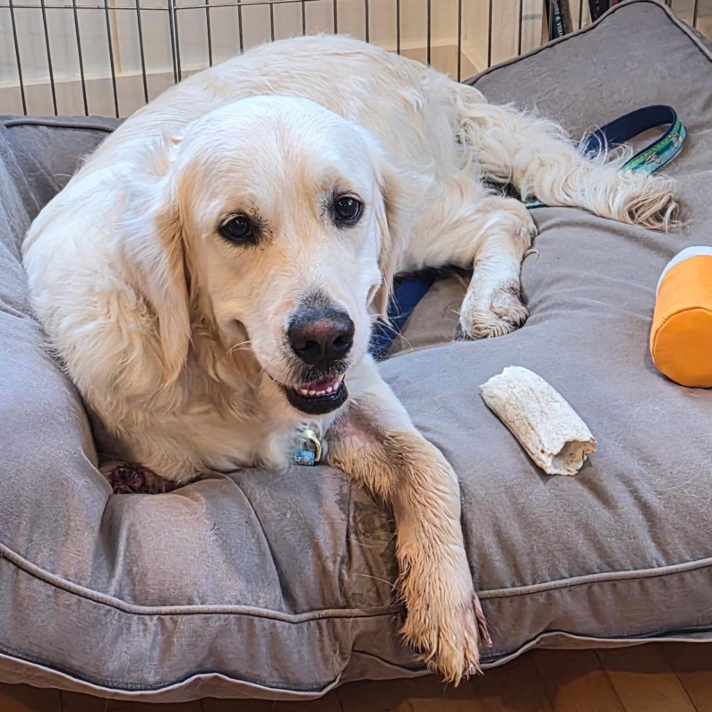 Lulu, a Adoptable Golden Retriever in Pittsford, VT image 3/3