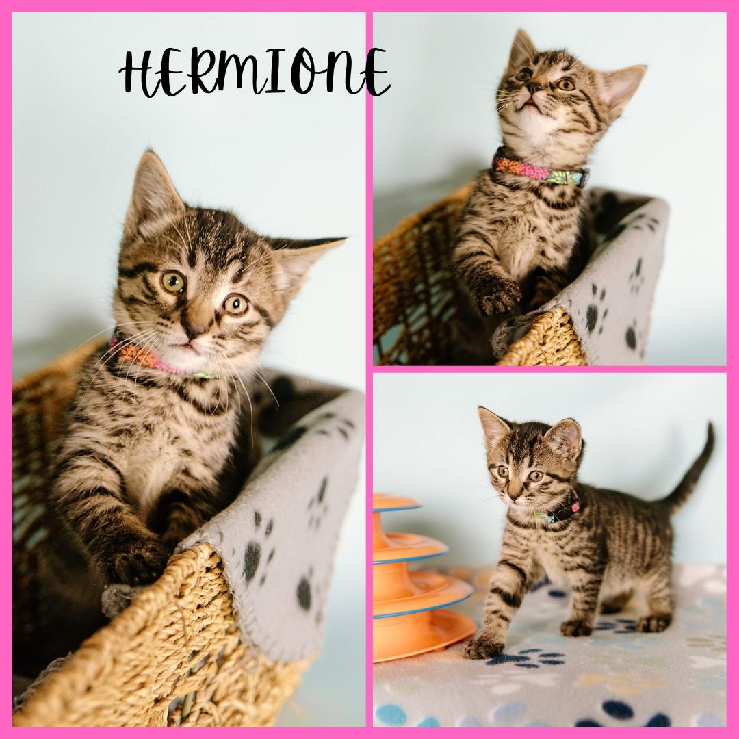Hermione