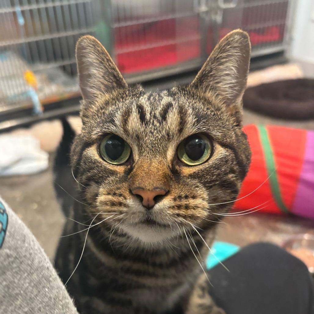 Enlarge Beyblade, a Adoptable Domestic Short Hair in Louisville, KY image 1/2