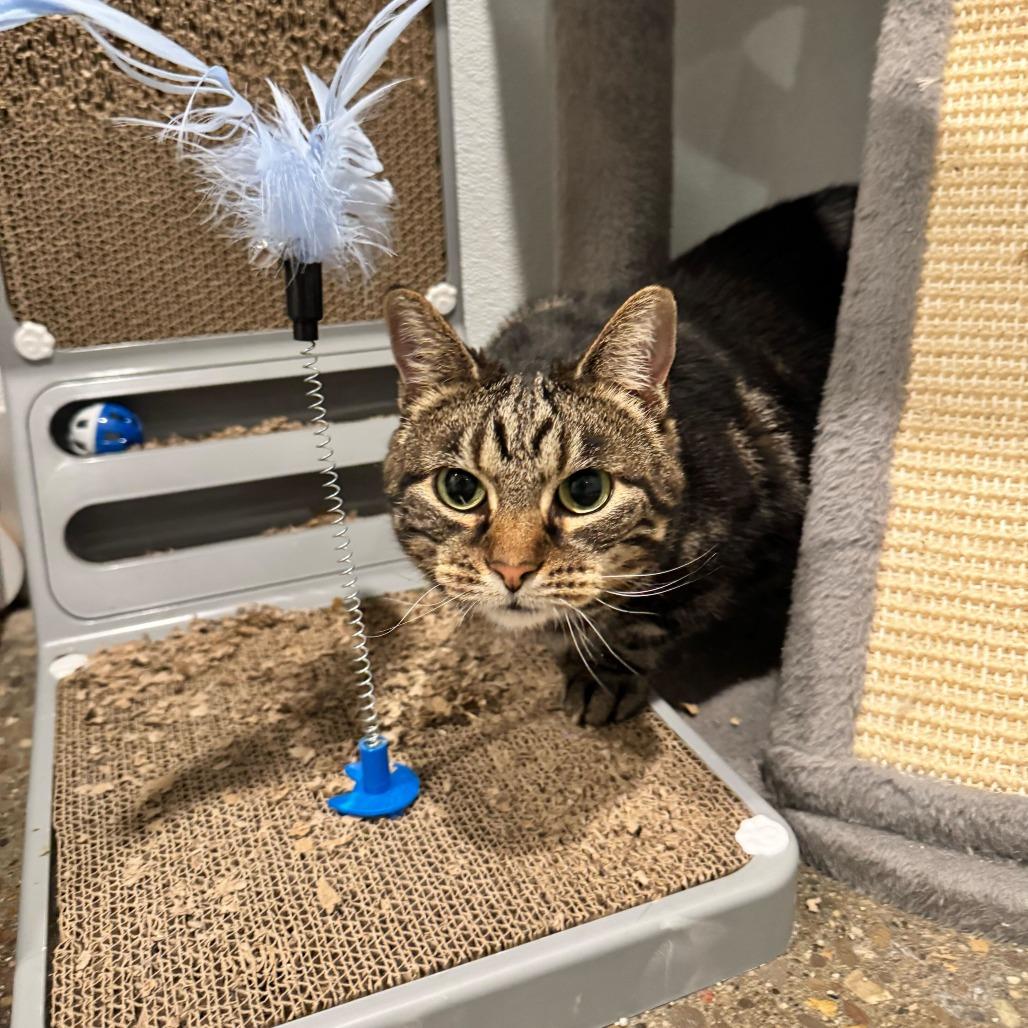 Enlarge Beyblade, a Adoptable Domestic Short Hair in Louisville, KY image 2/2