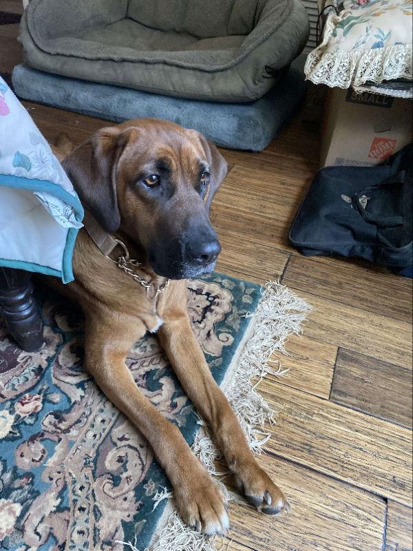 Merida, Adoptable, Adult Female Redbone Coonhound.