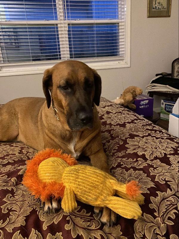 Merida, a Adoptable Redbone Coonhound in Ball Ground, GA image 2/3