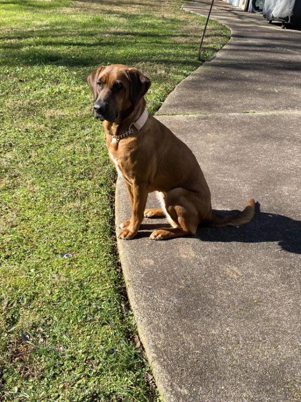 Merida, a Adoptable Redbone Coonhound in Ball Ground, GA image 3/3