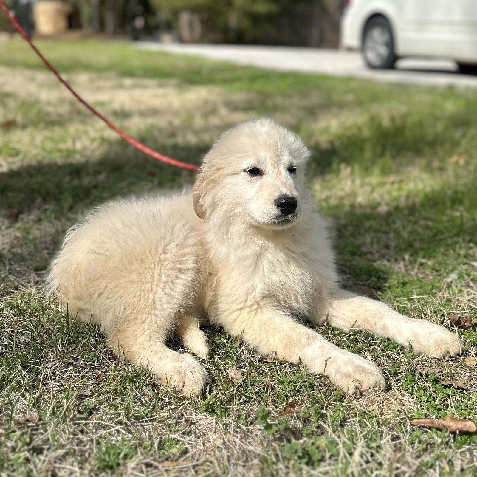Enlarge MARSHMALLOW, a Adopted Great Pyrenees in Locust Fork, AL image 1/3
