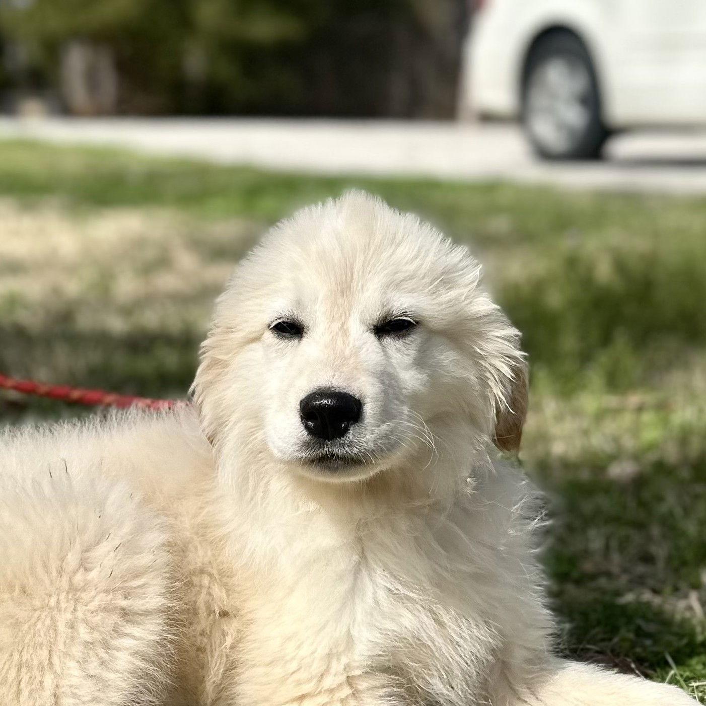 Enlarge MARSHMALLOW, a Adopted Great Pyrenees in Locust Fork, AL image 2/3