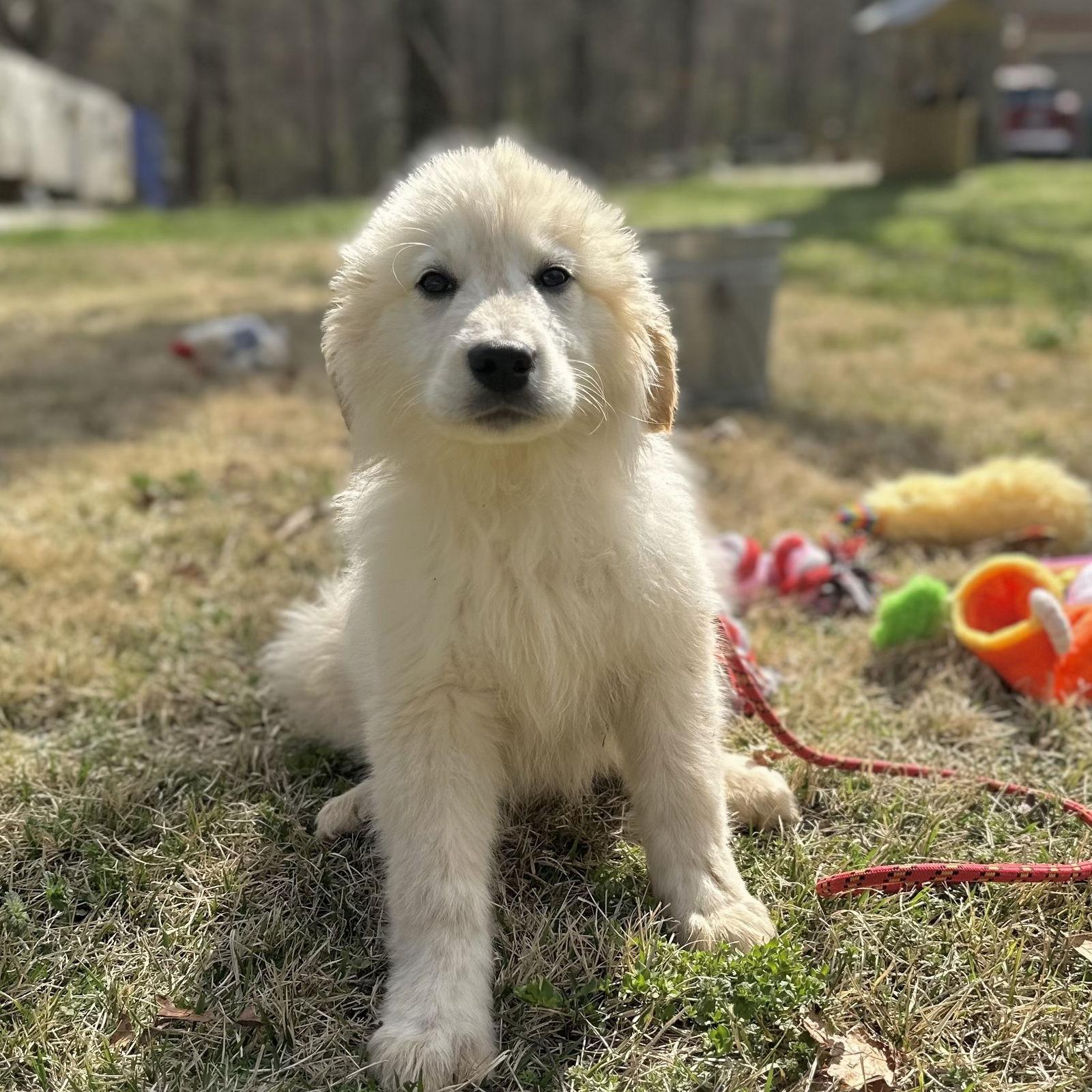 Enlarge MARSHMALLOW, a Adopted Great Pyrenees in Locust Fork, AL image 3/3