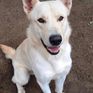 Kimba-Beautiful and Sweet, an adoptable White German Shepherd in Bakersfield, CA, 93306 | Photo Image 1