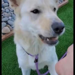 Kimba-Beautiful and Sweet, an adoptable White German Shepherd in Bakersfield, CA, 93306 | Photo Image 4