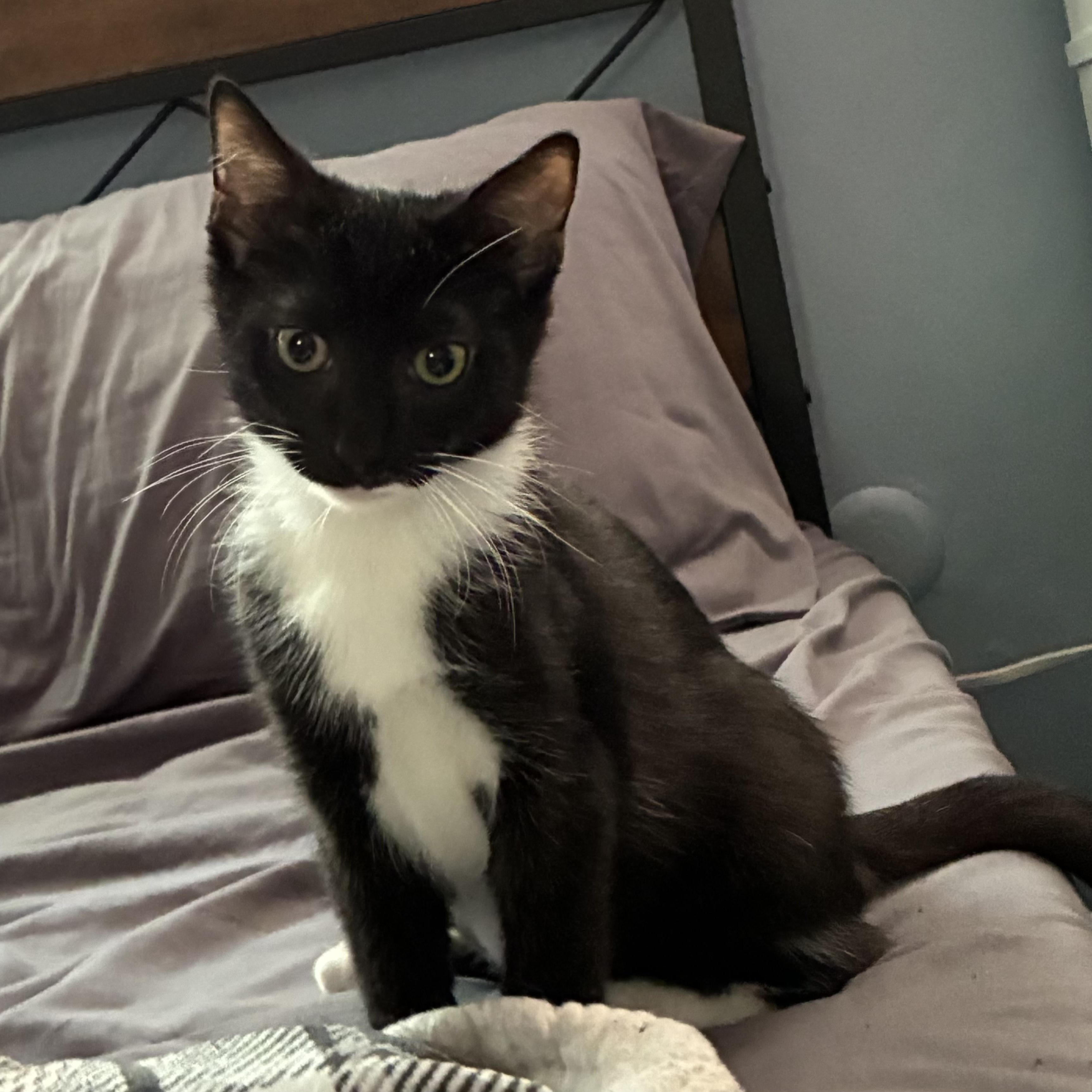 Hot Dog, Adoptable, Kitten Female Domestic Short Hair.