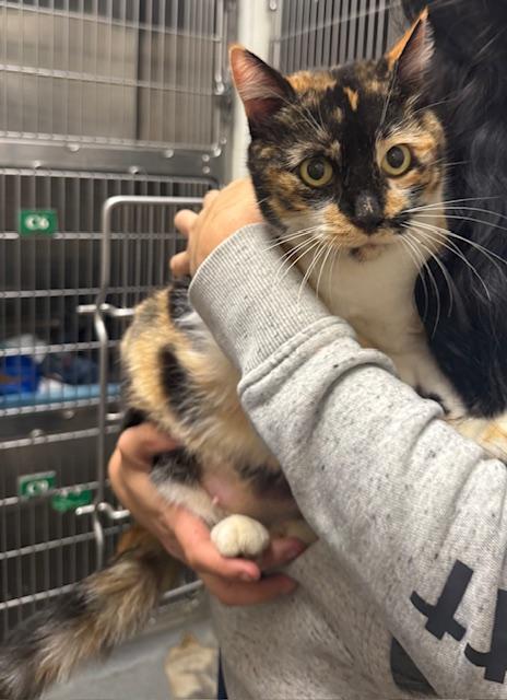 A209622, Adoptable, Adult Female Domestic Short Hair.