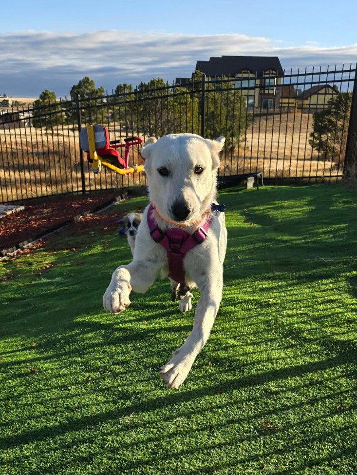 Dory, Adopted, Adult Female Great Pyrenees.
