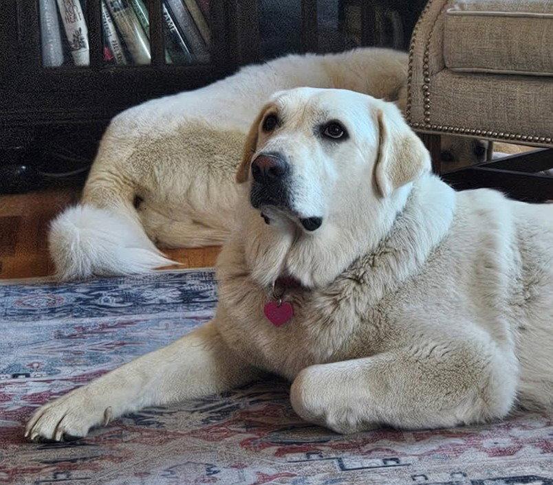 Dory, a Adopted Great Pyrenees in Winter Park, CO image 2/2