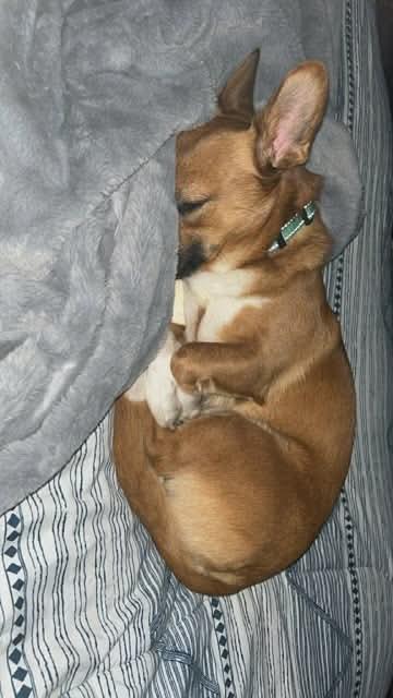 Buddha * Courtesy post *, an adopted mixed breed in Leominster, MA image 3/6