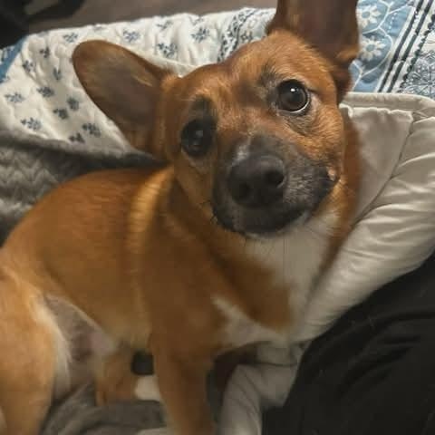 Buddha * Courtesy post *, an adopted mixed breed in Leominster, MA image 1/6