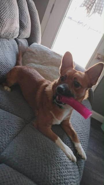 Buddha * Courtesy post *, an adopted mixed breed in Leominster, MA image 2/6