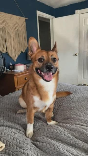 Buddha * Courtesy post *, an adopted mixed breed in Leominster, MA image 4/6