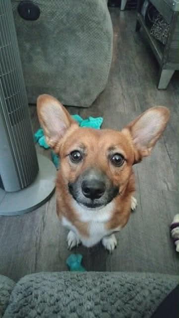 Buddha * Courtesy post *, an adopted mixed breed in Leominster, MA image 6/6