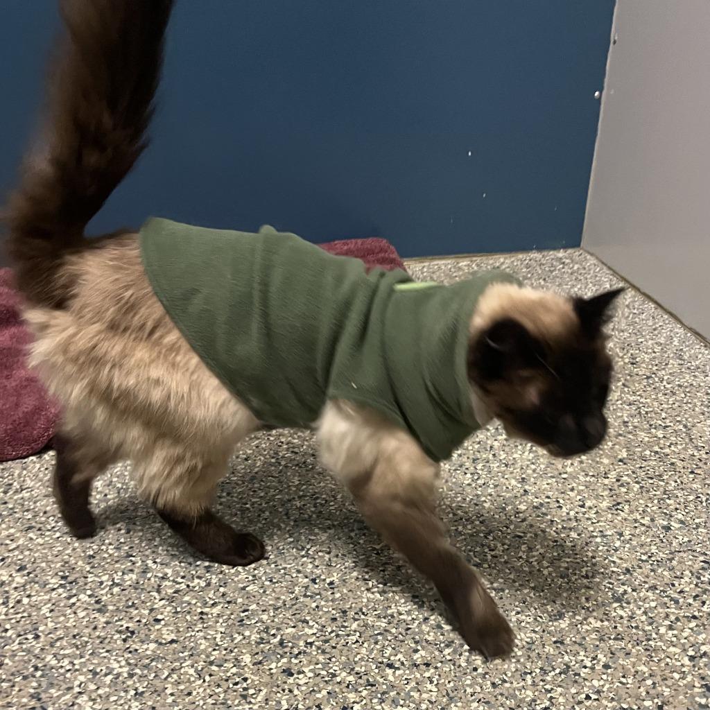 Enlarge Alistair, a Adopted Siamese in Eastsound, WA image 1/1