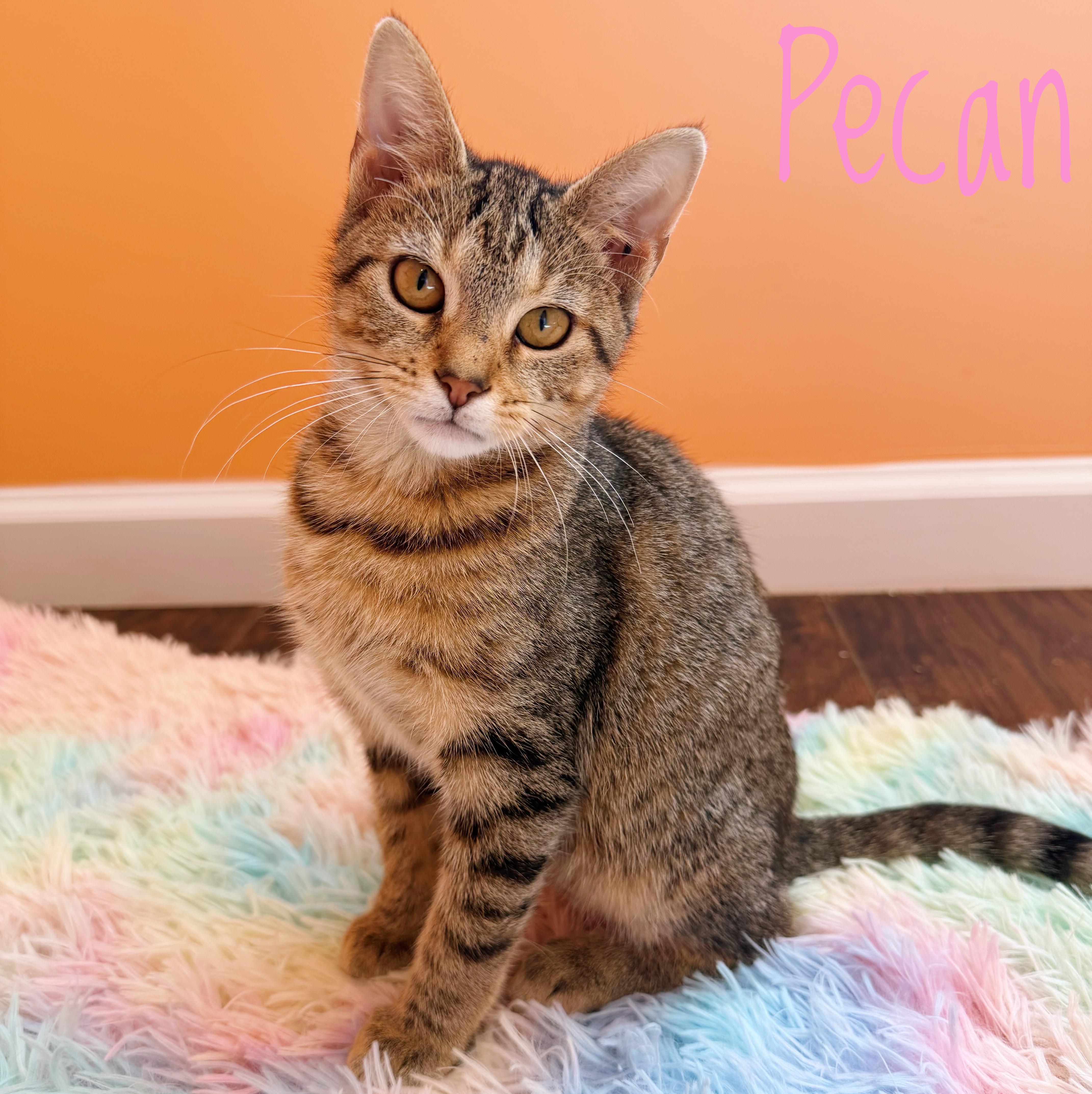 Pecan, Adoptable, Kitten Female Domestic Short Hair.