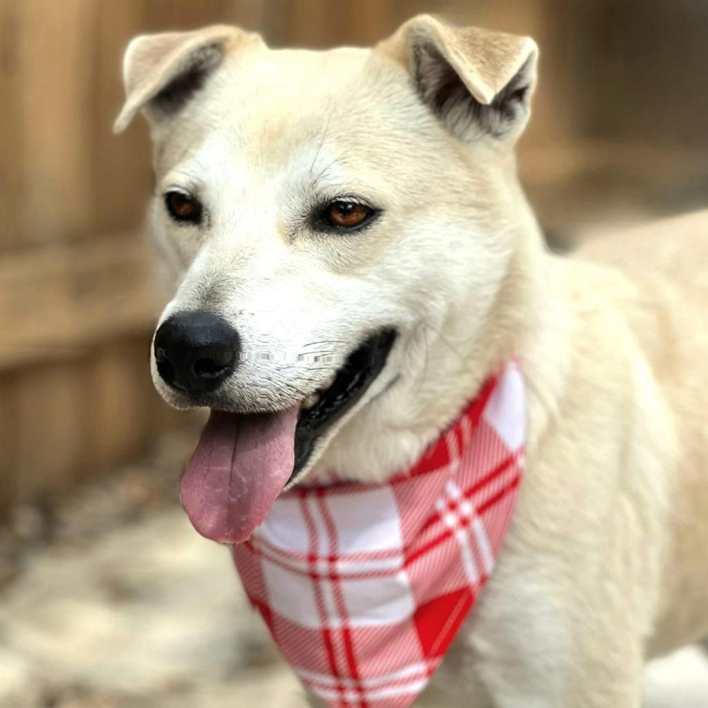 Enlarge Tito, a Adoptable mixed breed in San Antonio, TX image 3/6