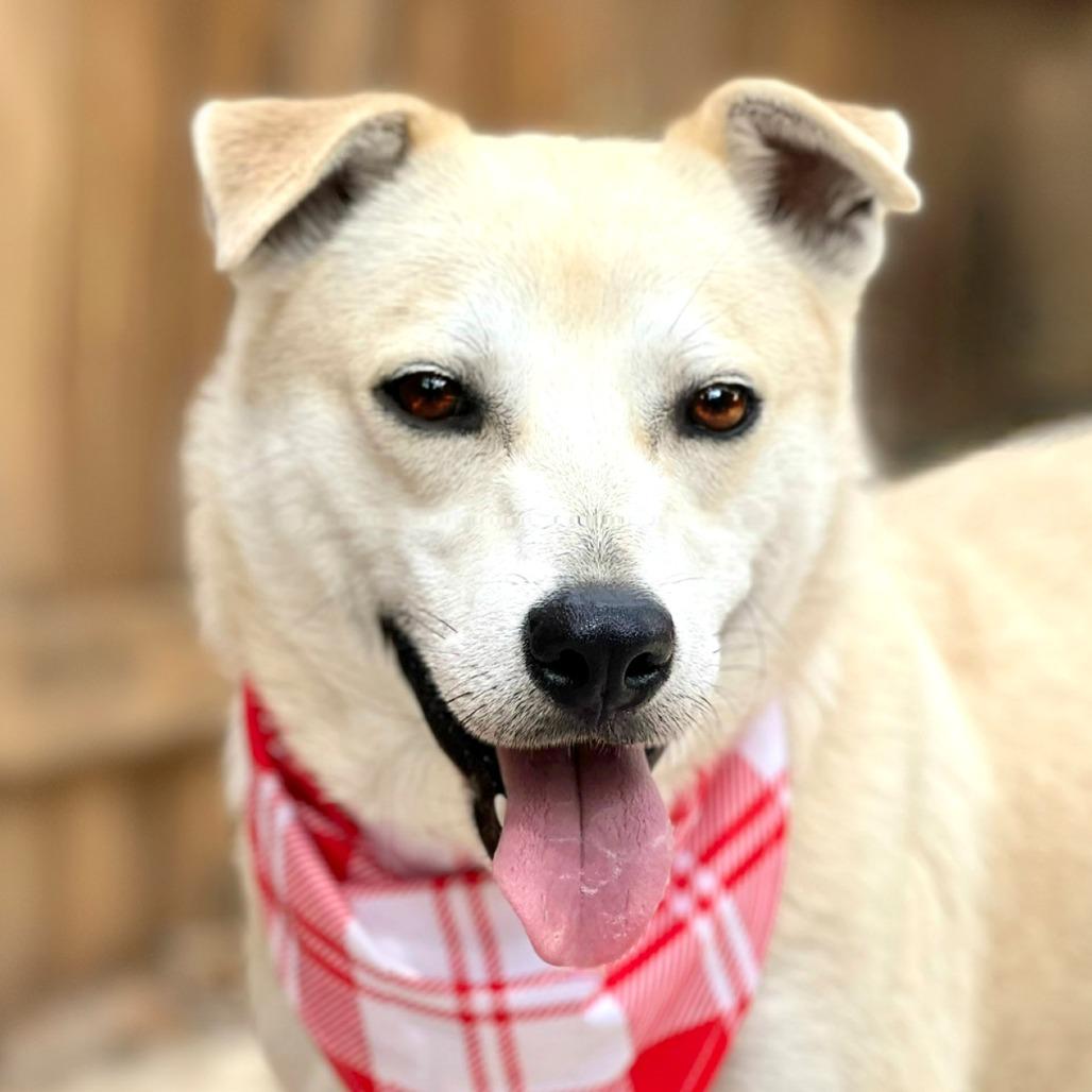 Enlarge Tito, a Adoptable mixed breed in San Antonio, TX image 5/6