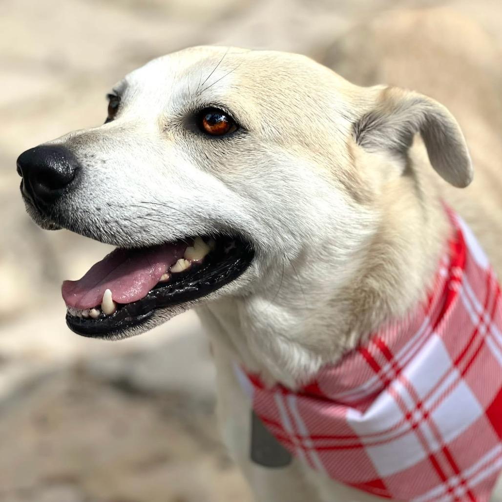 Enlarge Tito, a Adoptable mixed breed in San Antonio, TX image 4/6