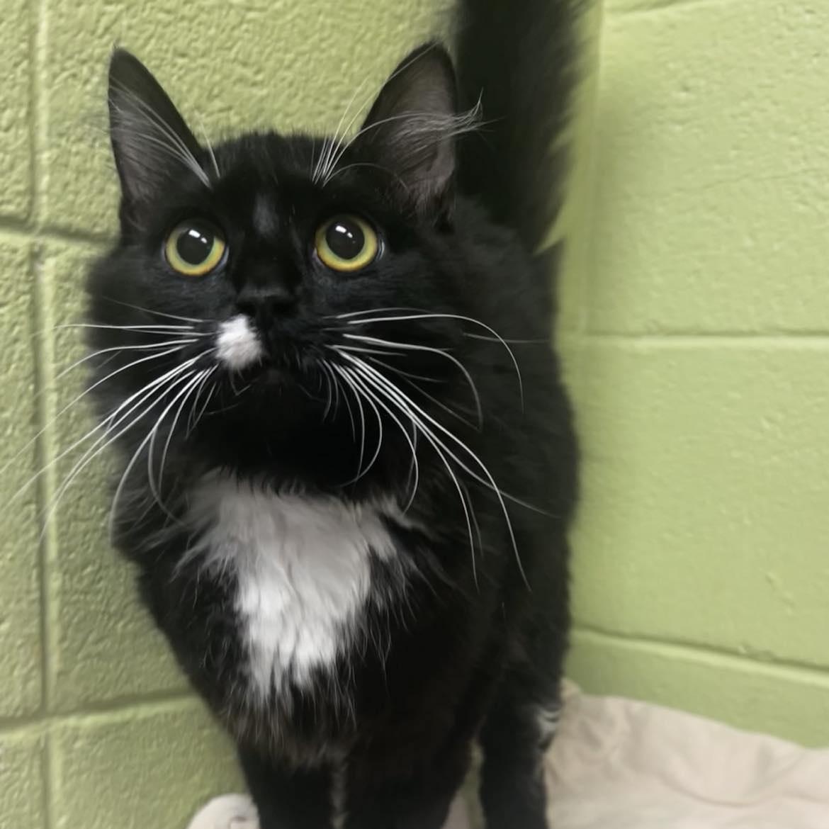 Soccer Mom, Adult Female Domestic Long Hair