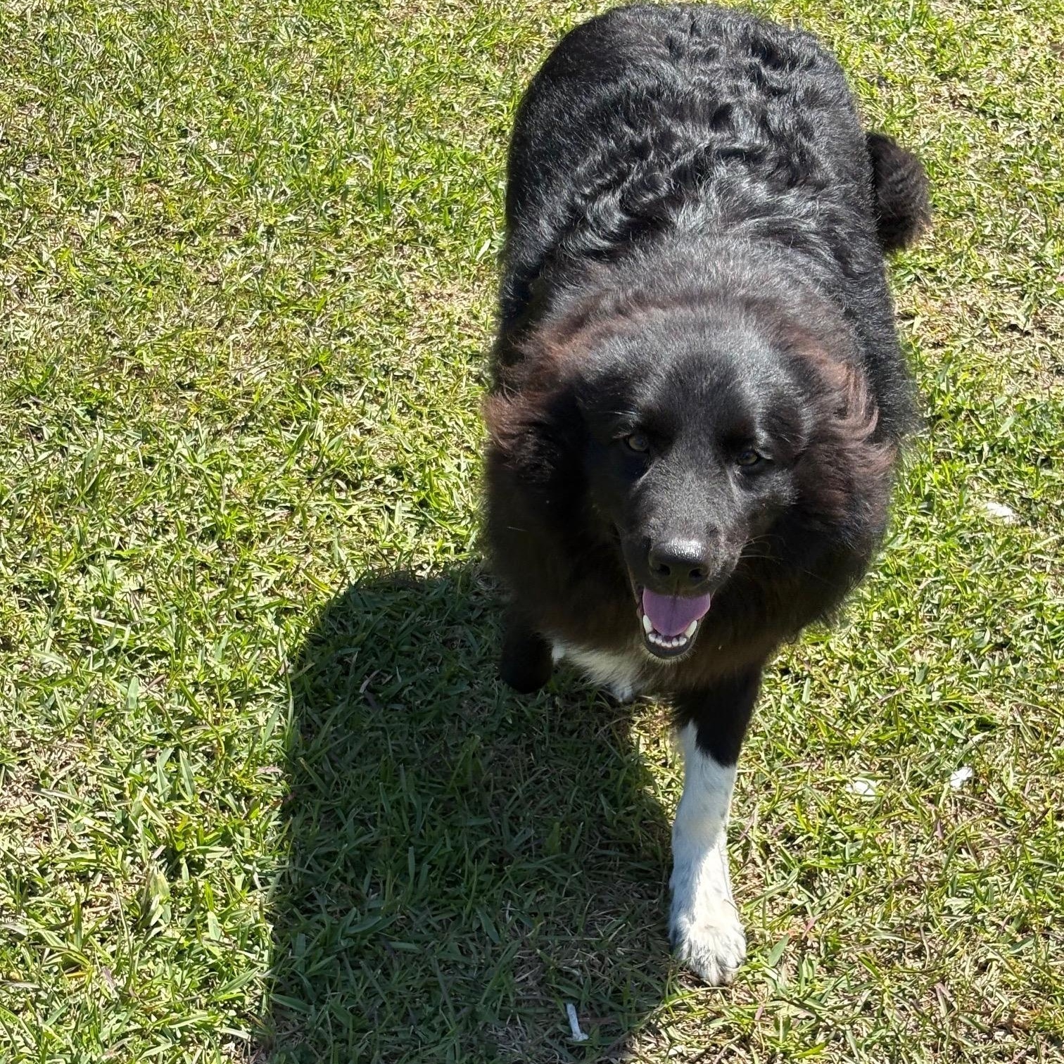 Enlarge Marshall, an adopted mixed breed in Walker, LA image 2/4