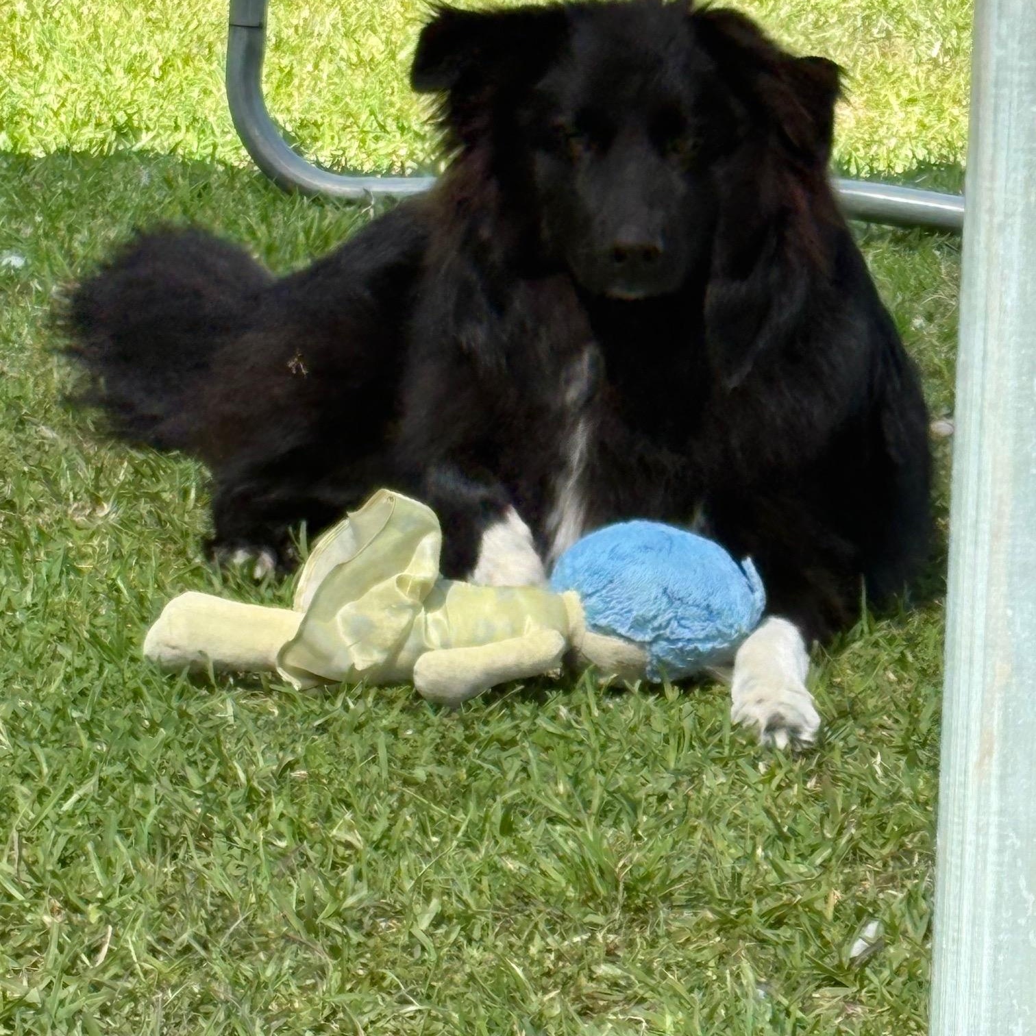 Enlarge Marshall, an adopted mixed breed in Walker, LA image 3/4
