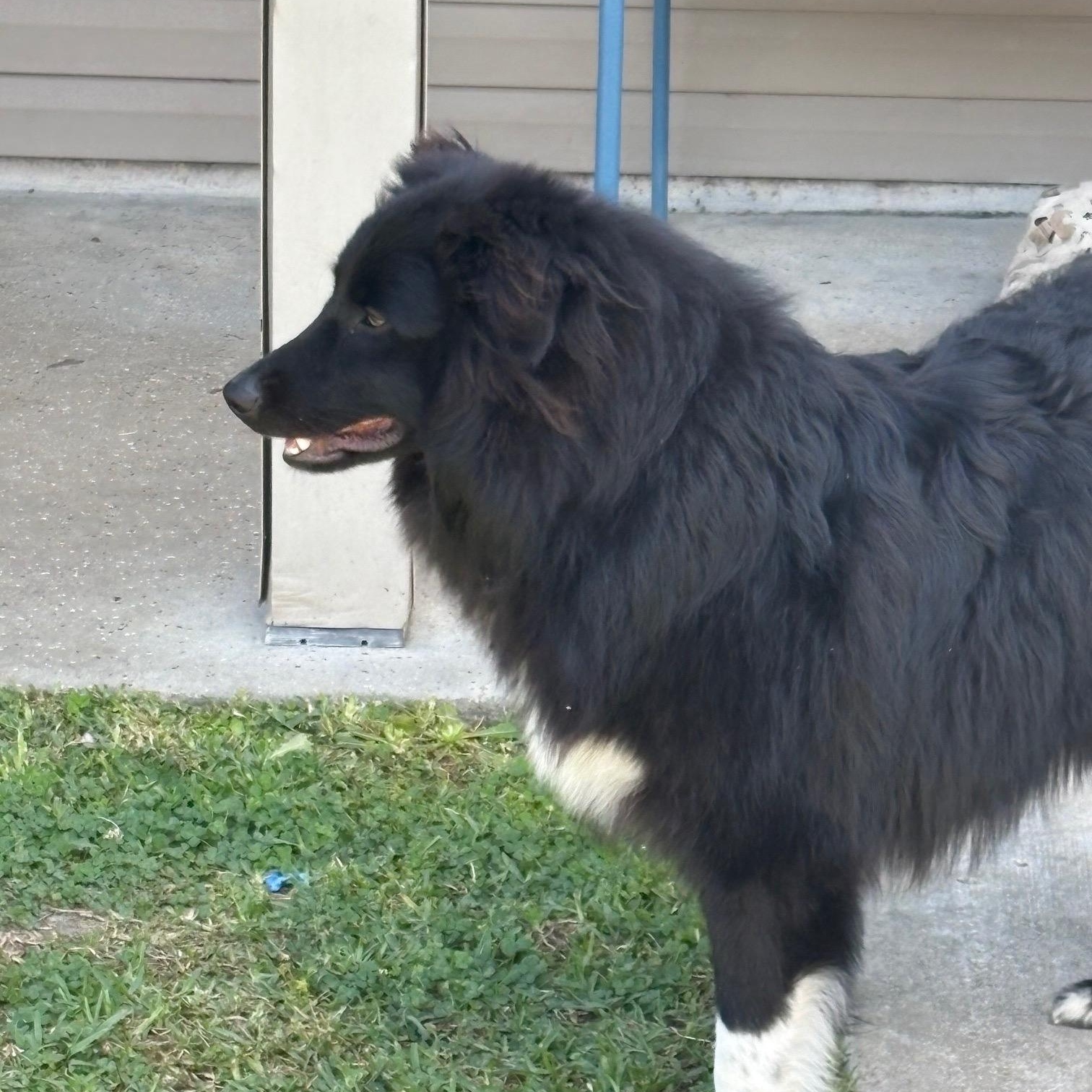 Marshall, adopted, Young Male Border Collie.