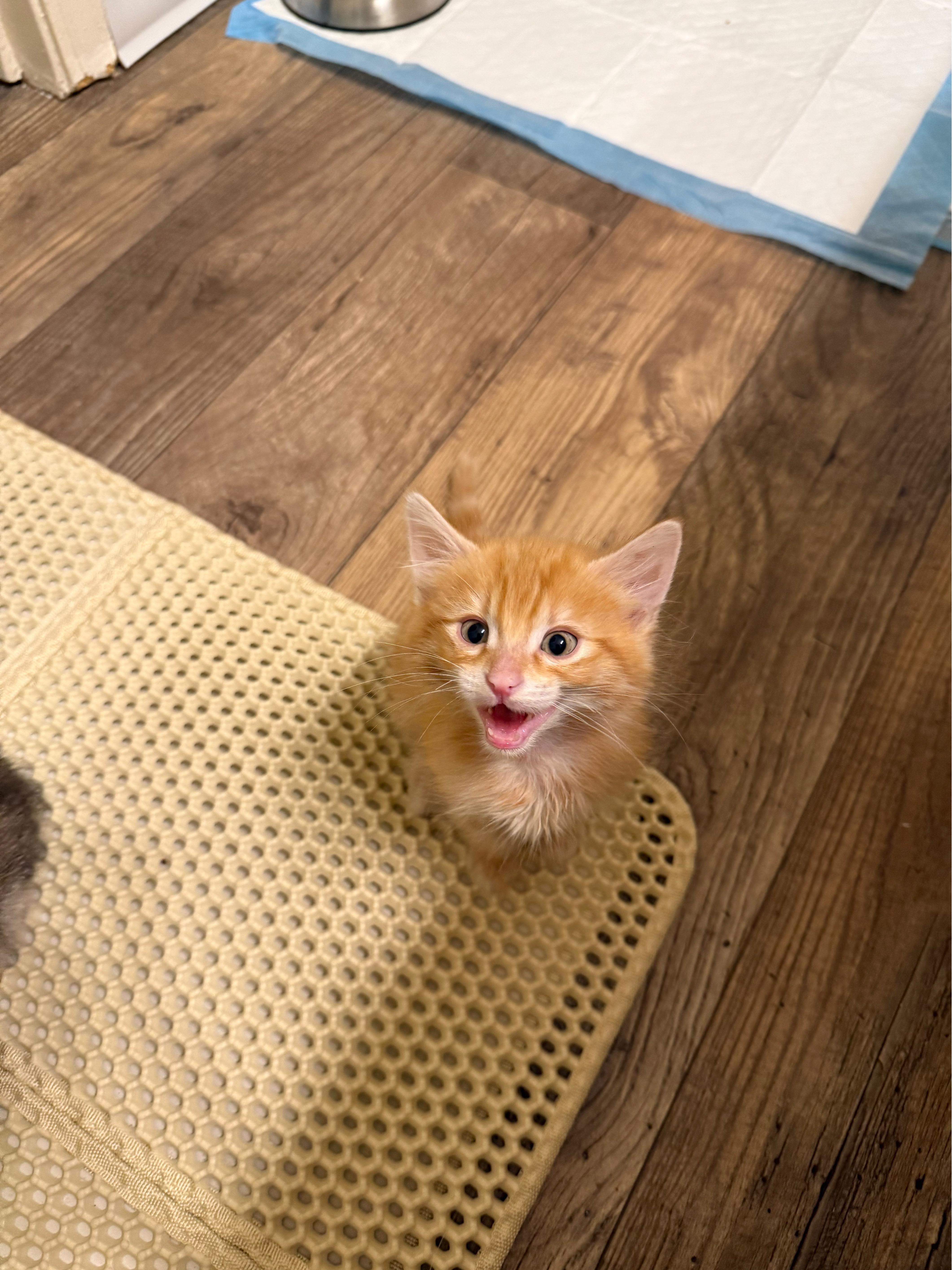 Enlarge Pumpkin, an adopted Domestic Short Hair in Hillsboro, OR image 3/4