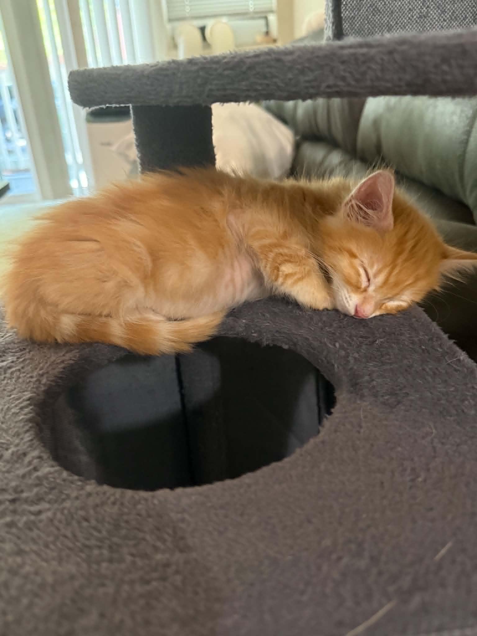 Enlarge Pumpkin, an adopted Domestic Short Hair in Hillsboro, OR image 2/4