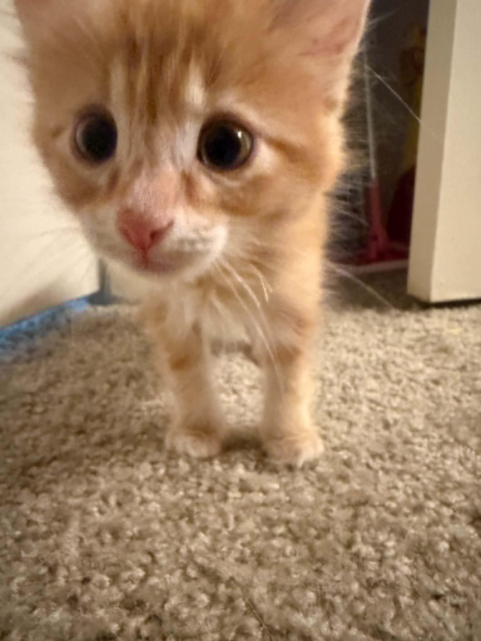 Enlarge Pumpkin, an adopted Domestic Short Hair in Hillsboro, OR image 4/4