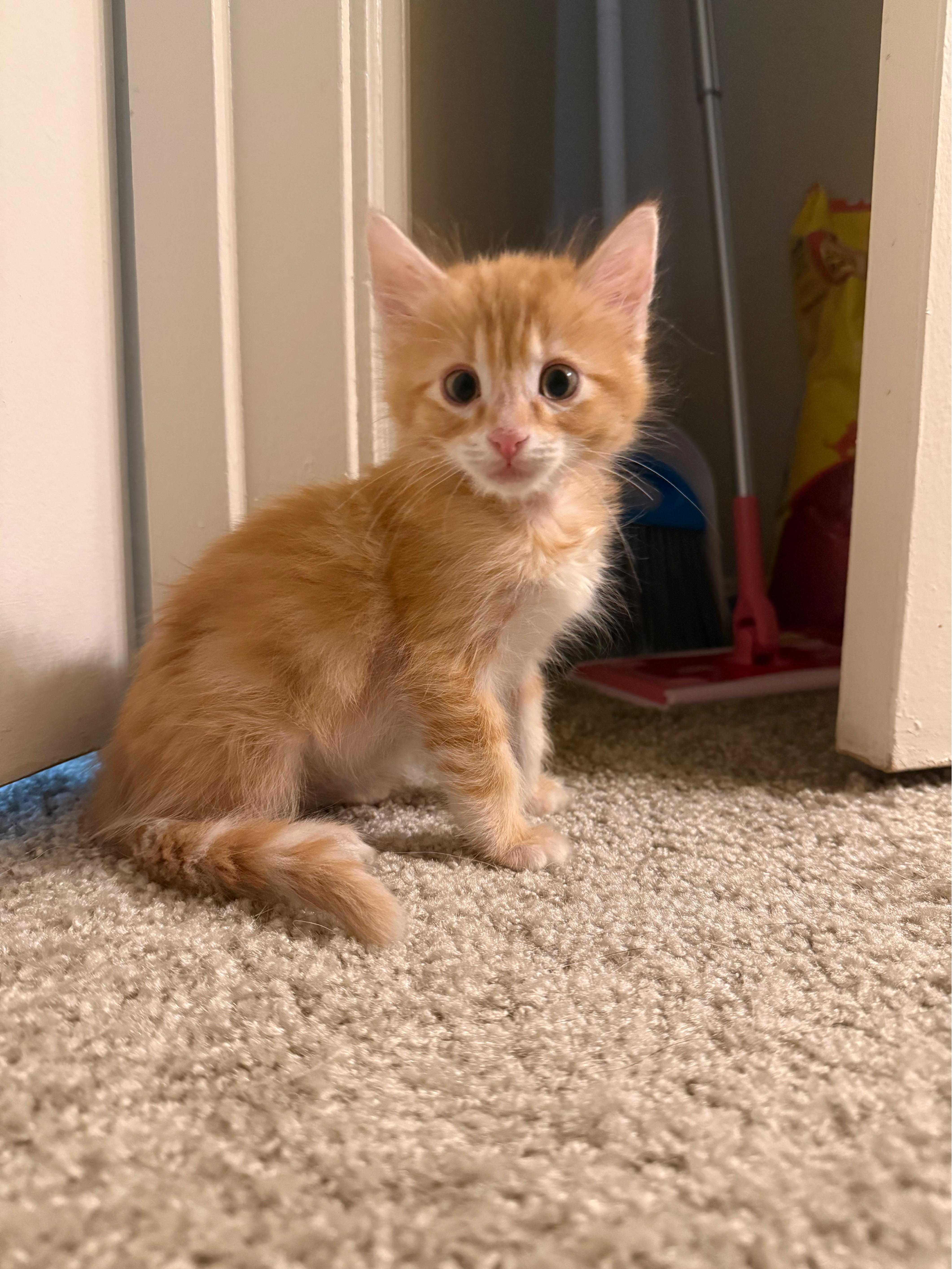 Pumpkin, adopted, Kitten Male Domestic Short Hair.