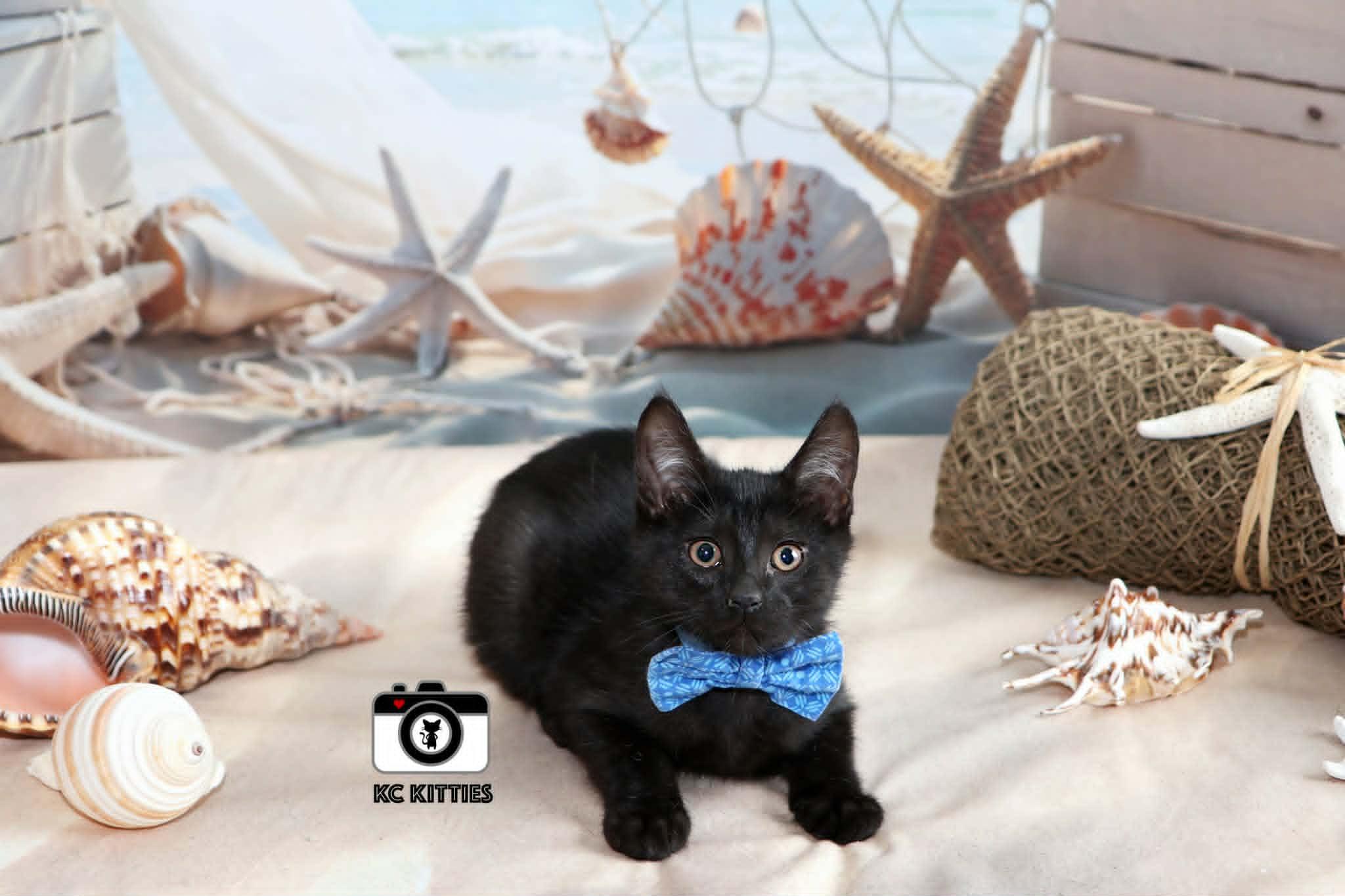 Silo, adopted, Kitten Male Domestic Short Hair.