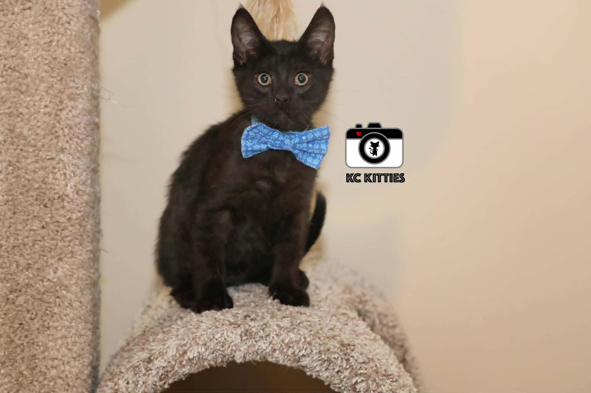 Enlarge Silo, an adopted Domestic Short Hair in Overland Park, KS image 4/6