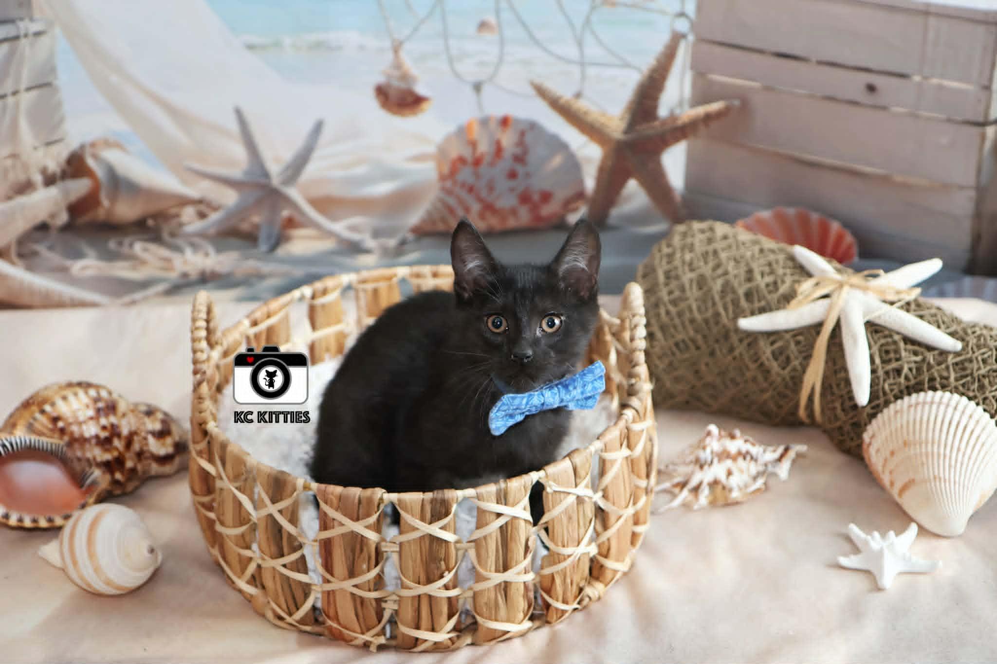 Enlarge Silo, an adopted Domestic Short Hair in Overland Park, KS image 5/6