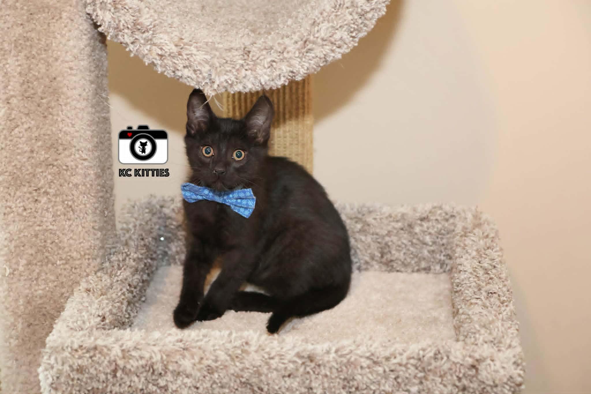 Enlarge Silo, an adopted Domestic Short Hair in Overland Park, KS image 6/6