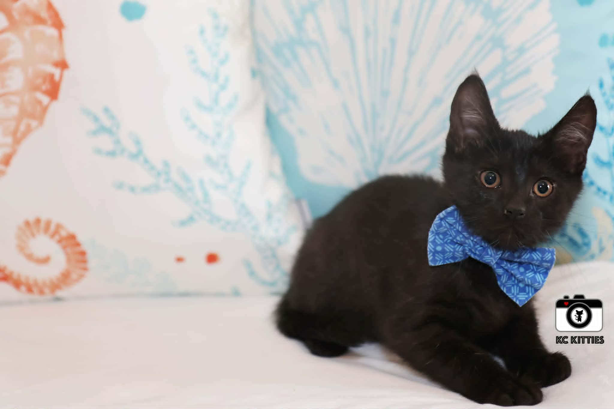 Enlarge Silo, an adopted Domestic Short Hair in Overland Park, KS image 2/6