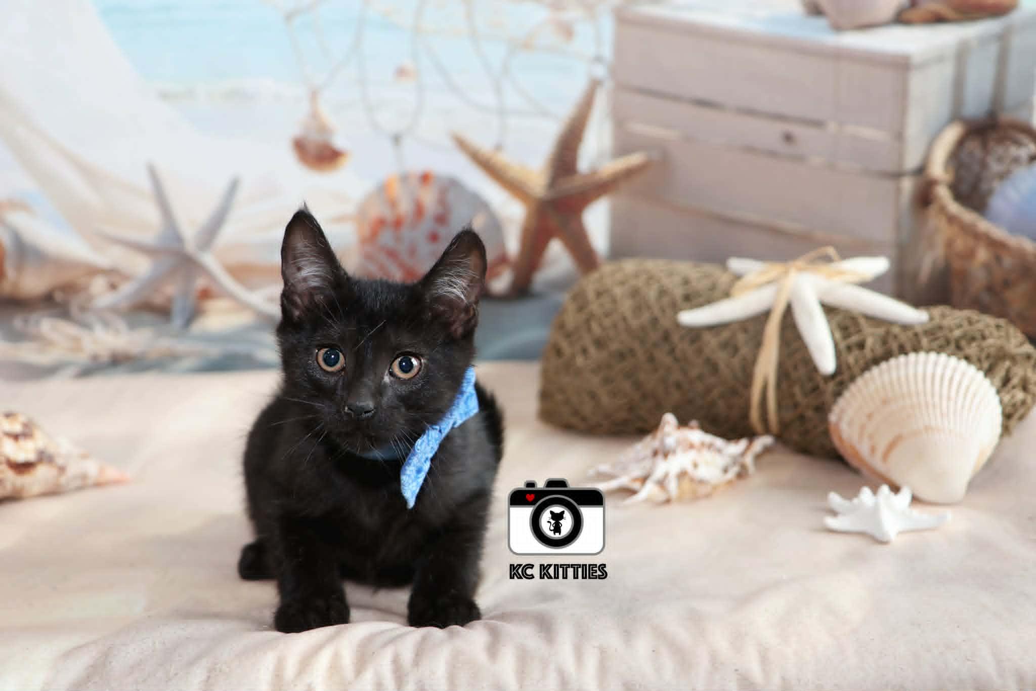 Enlarge Silo, an adopted Domestic Short Hair in Overland Park, KS image 3/6