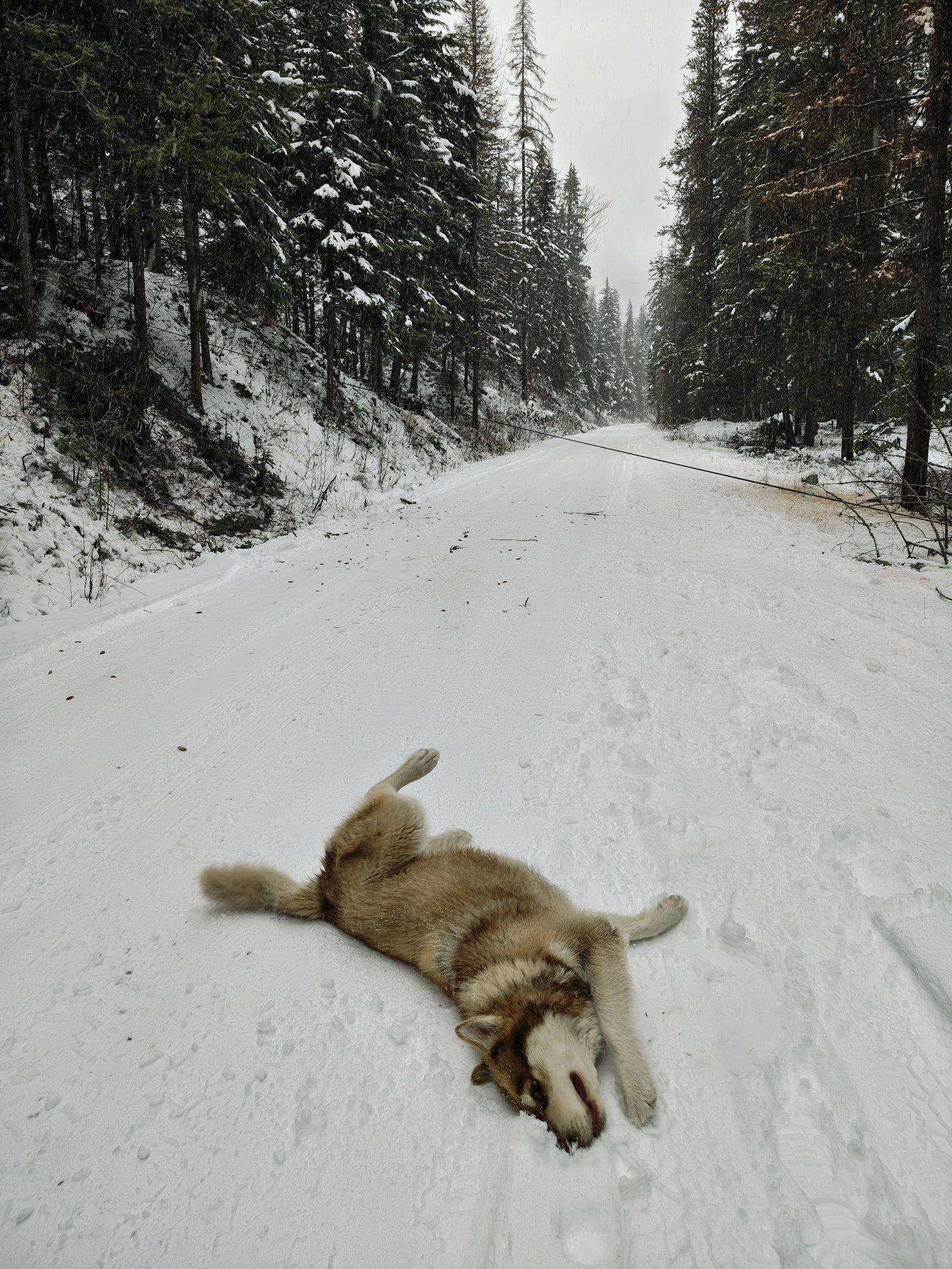 FREYA, Adoptable, Adult Female Alaskan Malamute.