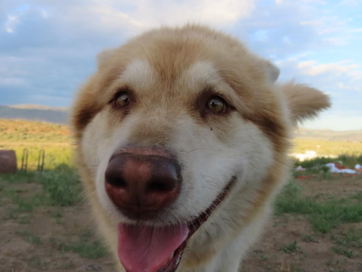 Enlarge FREYA, a Adoptable Alaskan Malamute in Seattle, WA image 2/3
