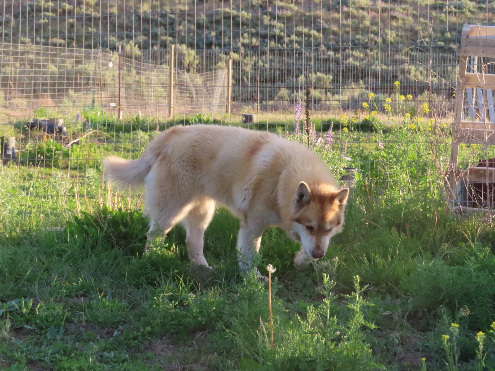 Enlarge FREYA, a Adoptable Alaskan Malamute in Seattle, WA image 3/3
