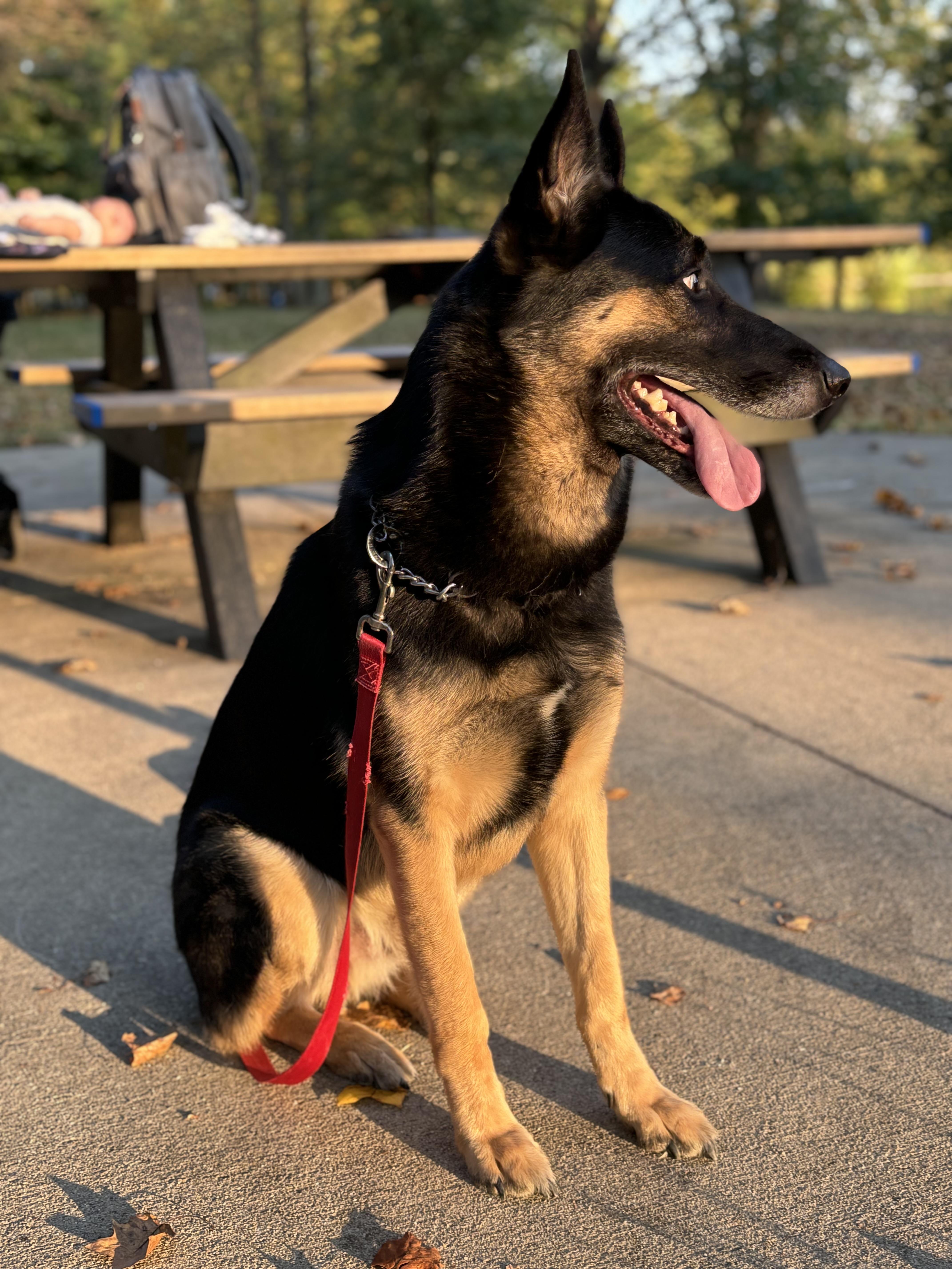 Koda, a Adoptable mixed breed in Bristol, TN image 2/4