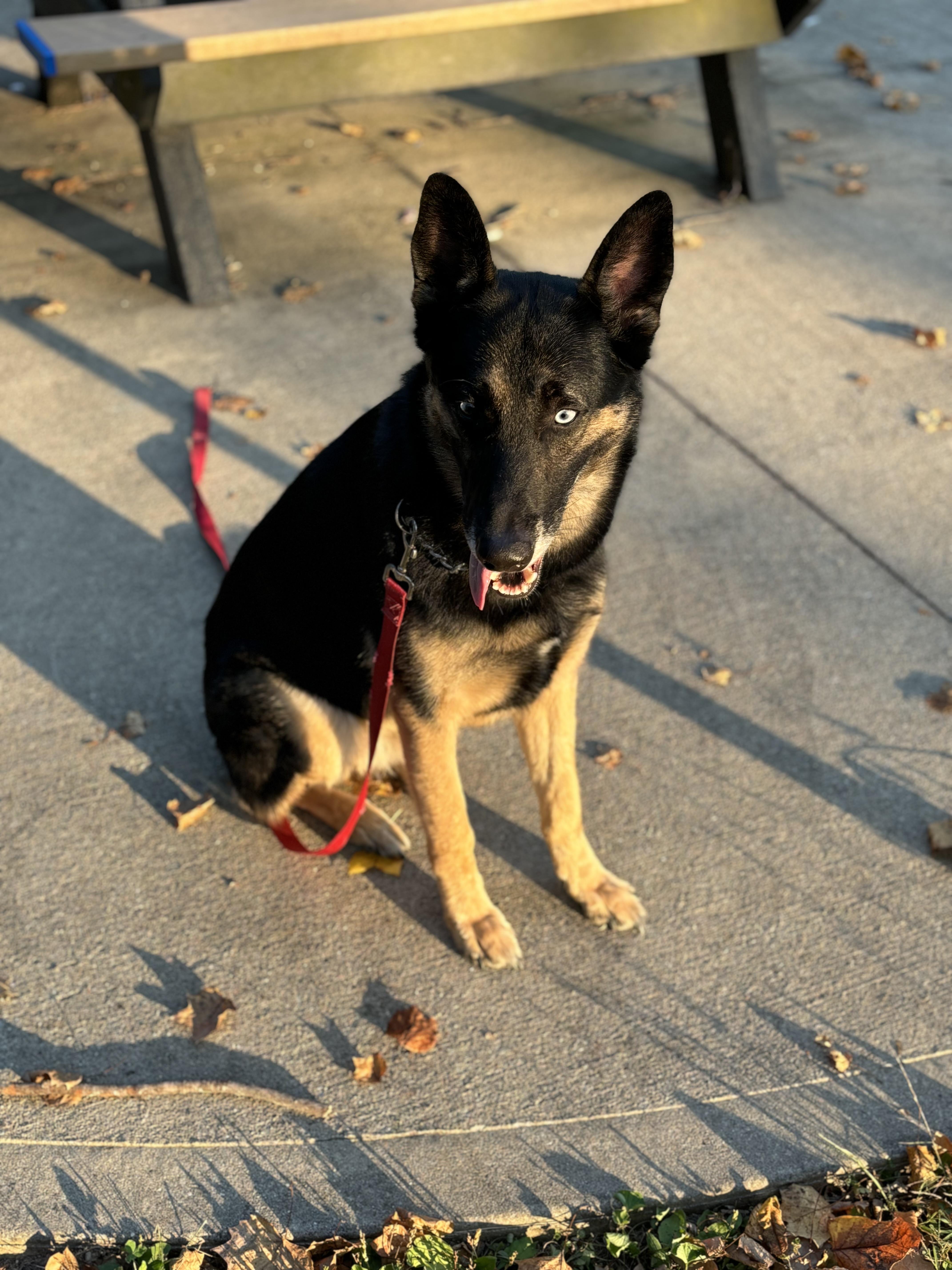 Koda, a Adoptable mixed breed in Bristol, TN image 3/4