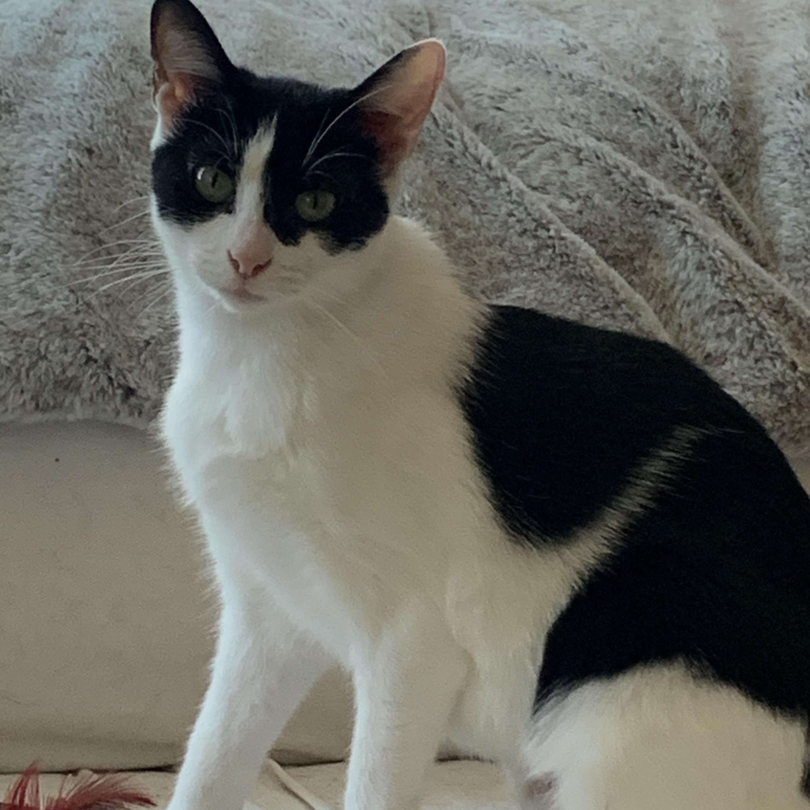 Enlarge Racer, a Adoptable Domestic Medium Hair in Avon, NY image 1/1