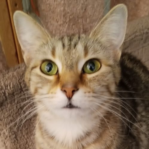 Enlarge Tabitha, a Adoptable Tabby in Laurelville, OH image 1/4